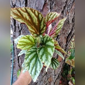 1 LIVE PLANT BEGONIA U-604 4" Growing Pot Ships NO POT GORGEOUS!!